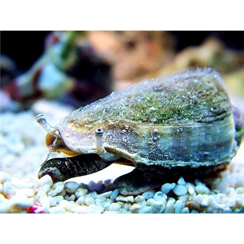 Melc Strombus luhuanus - imagine 3